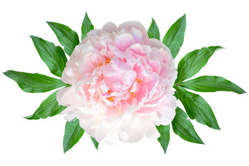 Beautiful pink peony with green leaves on a transparent background. © Tamara