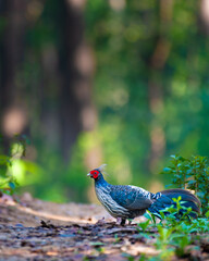 Beautiful shot of a Kalij Pheasant at Jim Corbett National Park—striking plumage, Indian bird, forest wildlife, pheasant species, birdwatching, jungle beauty, wild bird, nature.