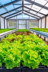 Fototapeta premium A vibrant greenhouse filled with lush green lettuce, showcasing rows of fresh produce under bright natural light, Ideal for agriculture, healthy eating, or sustainable living concepts,
