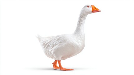 A close-up image of a white goose standing on a clean background, showcasing its vibrant orange beak and feet, This photo is ideal for nature-themed projects, educational materials