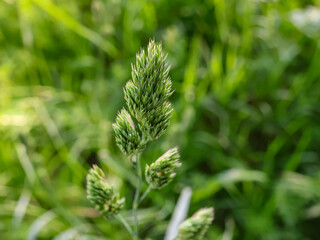 Dactylis glomerata, plant, on a background of green grass, in the forest, in summer