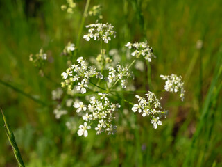 Anthriscus sylvestris, close-up, on a green background, in the forest