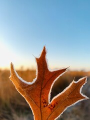 yellow maple leaf