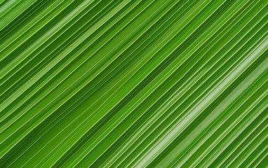 Obraz premium Green palm leaf texture background nature tropical plant