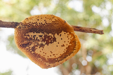 The honeycomb is a natural masterpiece of geometric precision, crafted by bees with remarkable skill. Each hexagonal cell stores honey, pollen, or developing larvae, serving as both a pantry and nurse