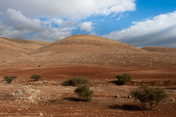 A barren hillside dotted with olive trees in the Samarian region of central Israel.