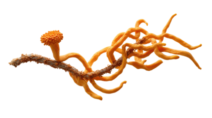 Cordyceps sinensis on Branch: A striking image showcasing the vibrant orange Cordyceps sinensis fungus growing on a twig. Its unique, intricate structure is highlighted against a clean background. 
