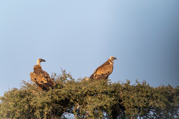 Himalayan Griffons perched on a top of a tree inside Jorbeer vulture conservation area on the outskirts of Bikaner