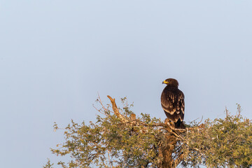 A tawny eagle perched on top of a tree inside Jorbeer vulture conservation area on the outskirts of Bikaner city
