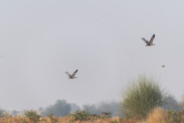 A great Indian Bustard flying away in the grasslands deep interior desert national park on the outskirts of Jaisalmer, Rajasthan