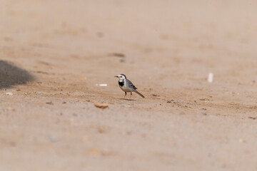 A white wagtail walking on the ground inside Desert National Park on the outskirts of Jaisalmer in...