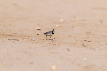 A white wagtail walking on the ground inside Desert National Park on the outskirts of Jaisalmer in Rajasthan