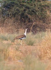 A great Indian Bustard feeding on the ground in the grasslands deep interior desert national park on the outskirts of Jaisalmer, Rajasthan