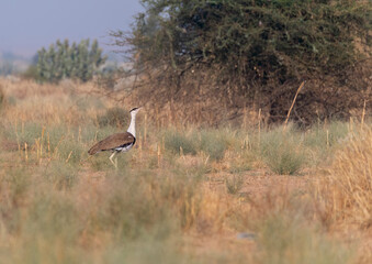A great Indian Bustard feeding on the ground in the grasslands deep interior desert national park...