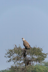 Himalayan Griffons perched on a top of a tree inside Jorbeer vulture conservation area on the outskirts of Bikaner