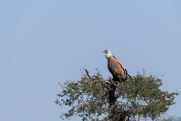 Himalayan Griffons perched on a top of a tree inside Jorbeer vulture conservation area on the outskirts of Bikaner