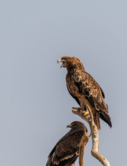 A tawny eagle perched on top of a tree inside Jorbeer vulture conservation area on the outskirts of Bikaner city
