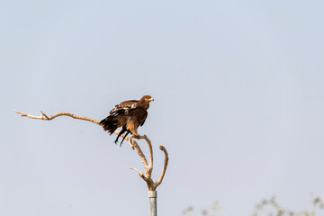 A tawny eagle perched on top of a tree inside Jorbeer vulture conservation area on the outskirts of Bikaner city