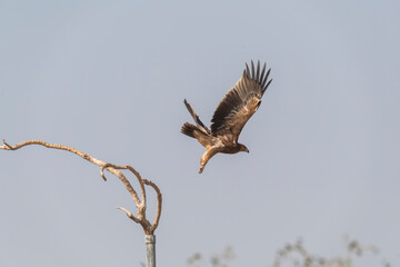 A tawny eagle perched on top of a tree inside Jorbeer vulture conservation area on the outskirts of Bikaner city