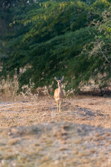 A blackbuck grazing on the ground on the outskirts of Bikaner town
