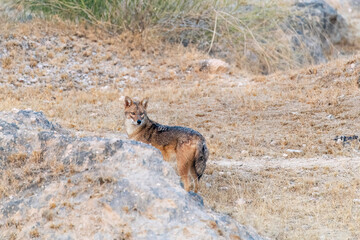 An Indian Jackal walking through the bushes and desert place on the outskirts of Bikaner in Rajasthan