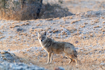 An Indian Jackal walking through the bushes and desert place on the outskirts of Bikaner in Rajasthan