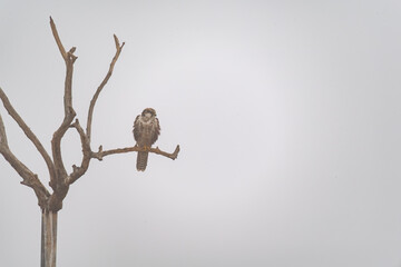 A laggar falcon perched on top of a tree inside Jorbeer vulture conservation area on the outskirts...