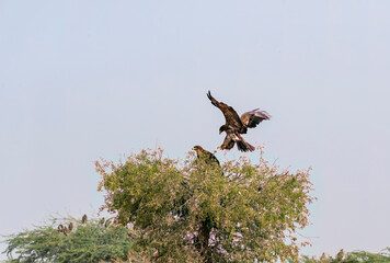 A tawny eagle perched on top of a tree inside Jorbeer vulture conservation area on the outskirts of Bikaner city
