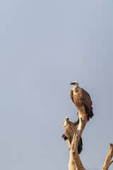 Himalayan Griffons perched on a top of a tree inside Jorbeer vulture conservation area on the outskirts of Bikaner