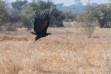 A Cinereous Vulture feeding on a carcass inside Jorbeer vulture conservation area on the outskirts of Bikaner
