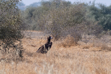 A Cinereous Vulture feeding on a carcass inside Jorbeer vulture conservation area on the outskirts of Bikaner
