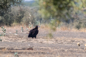 A Cinereous Vulture feeding on a carcass inside Jorbeer vulture conservation area on the outskirts of Bikaner