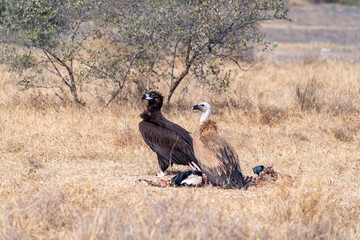 Himalayan Griffons and Cinereous Vulture feeding on a carcass inside Jorbeer vulture conservation...