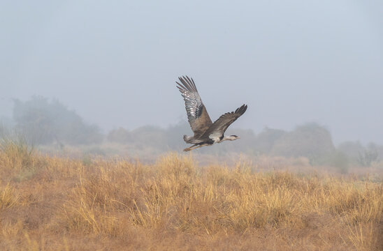A great Indian Bustard flying away in the grasslands deep interior desert national park on the outskirts of Jaisalmer, Rajasthan