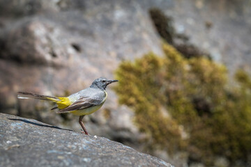 Yellow Wagtail (Motacilla flava) perched on a rock near the river
