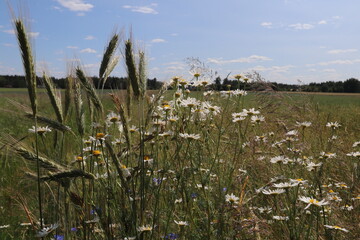 a field of rye and chamomile