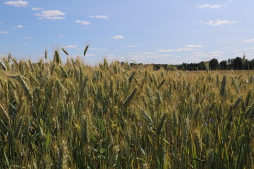 rye and blue sky