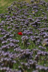 a single poppy against a background of purple flowers