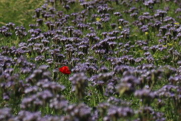 a single poppy against a background of purple flowers