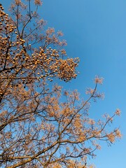 cherry tree blossom