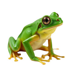 Obraz premium Green frog perched confidently on a surface, showcasing its vibrant colors and curious eyes