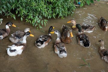 Group of Indian runner ducks swimming gracefully in muddy water, surrounded by lush green bushes on a bright, sunny day