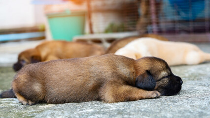 A small brown puppy is sleeping soundly on the floor.