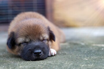 A small brown puppy is sleeping soundly on the floor.