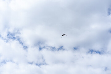 solitary bird soaring against dramatic cloudy sky