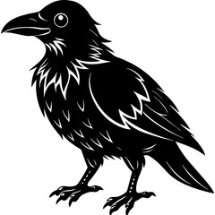 Crow standing isolated on white background in monochrome