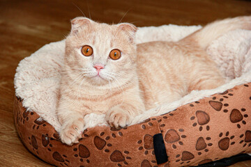 A Munchkin cat with short legs and floppy ears