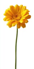 Vibrant Yellow Gerbera Daisy with Dew Drops on White
