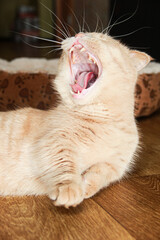 The red-haired Munchkin cat yawns widely