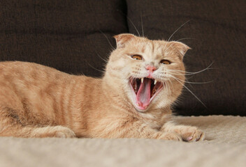 The red-haired Munchkin cat yawns widely